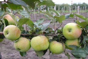 Περιγραφή και χαρακτηριστικά της ποικιλίας μηλιάς Bessemyanka Michurinskaya, περιοχές διανομής και κριτικές των κηπουρών