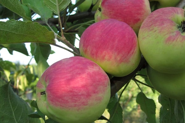 Opis a charakteristika odrody jabloní Bessemyanka Michurinskaya, oblasti distribúcie a recenzie záhradníkov