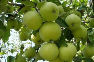 Description of the apple variety Barrel, characteristics of winter hardiness and growing regions