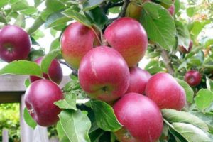 Opis i karakteristike sorte jabuka jagoda, koje su podvrste i područja rasta