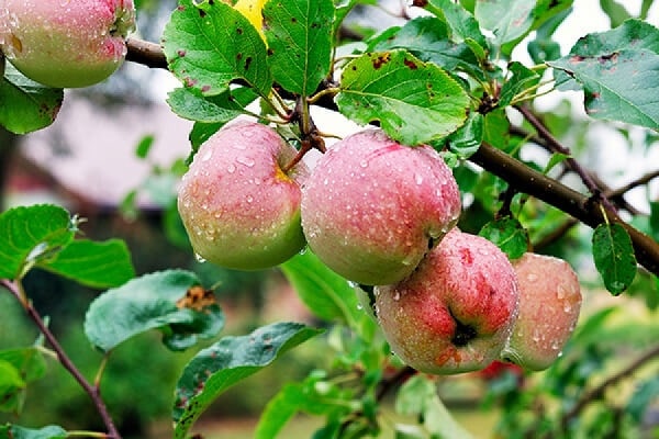 Description of the apple tree