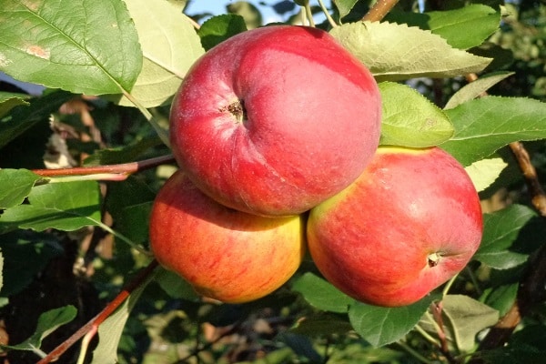 obuolių derlius