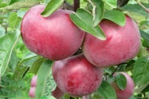 Opis i karakteristike sorte jabuka Darunok, kako ubirati i čuvati usjev
