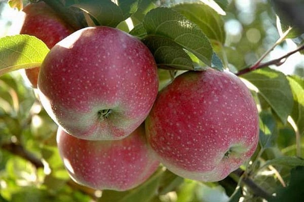 Beschreibung des Apfelbaums