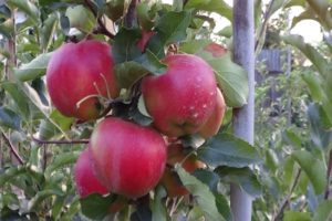 Descripción de la variedad de manzana Eliza y sus ventajas, rendimiento y regiones de crecimiento.
