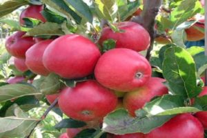 Beschrijving en kenmerken van de zuilvormige appelvariëteit Zhelannoye, regio's van cultuurdistributie