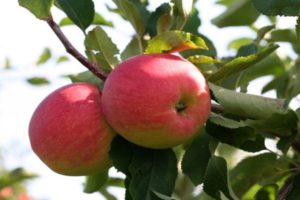 Snezhny Kalvil šķirnes ābeļu raksturojums, apraksts un audzēšanas reģioni