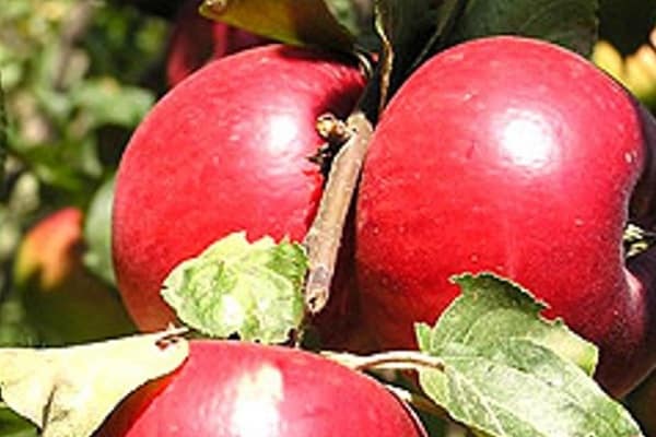 stabla jabuka Katerina