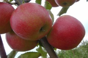 Descripción de la variedad y rendimiento del manzano Katerina, características y regiones de cultivo.