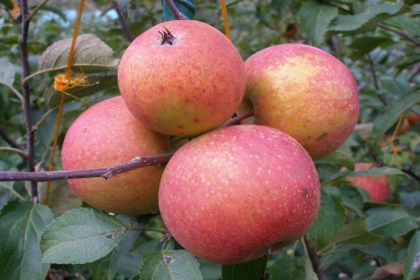 Sortenäpfel
