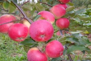 Opis i značajke zimske sorte jabuka Lyubava, uzgoj i prinos