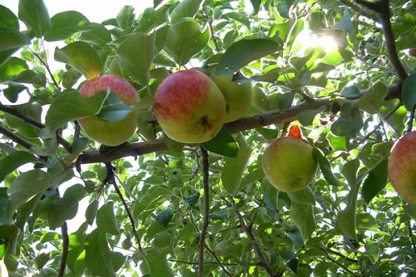 fruiting tree