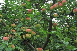 Descripció i característiques de la poma de Melba, alçada i temps de maduració, cura