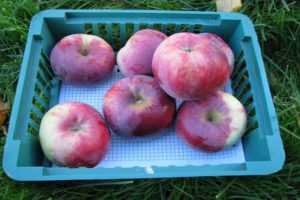 Az almafák fajtájának jellemzői és leírása Kovalenko emléke, előnyei és hátrányai