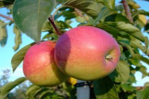 Beschrijving van het appelras Pamyat Syubarova en aanbevolen teeltgebieden