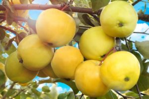 Características y descripción de la variedad de manzanos Papiroyantarnoye, características de cultivo y rendimiento.