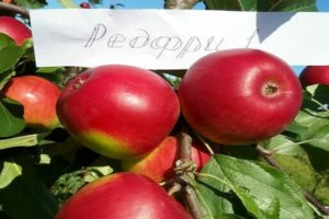 Beskrivelse af rødfri æblesort, fordele og ulemper, gunstige regioner til dyrkning
