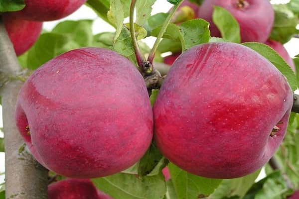 Árboles de manzana