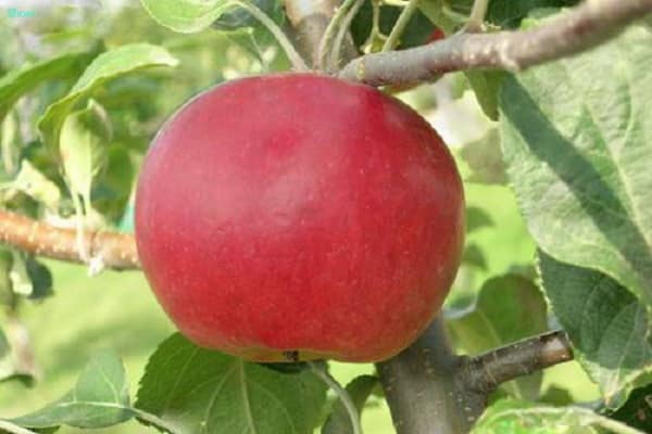 Descrierea soiului de măr roșu, avantaje și dezavantaje, regiuni favorabile pentru creștere