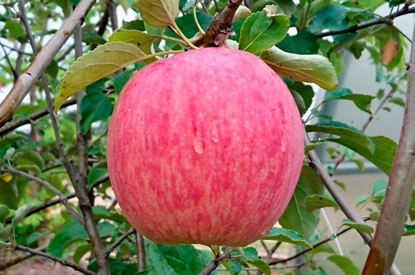 rossoshanskoe randigt äpple