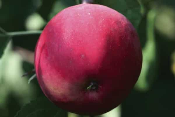 fruita abundant