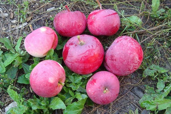 soczyste jabłka