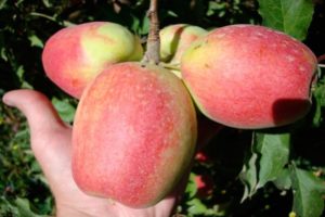 Descrizione e caratteristiche della varietà di mela Champagne, regioni di coltivazione e resa