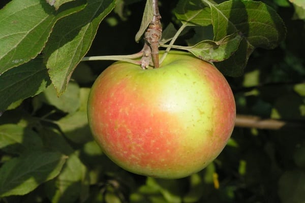 apple trees tellissaare