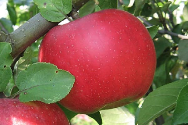 descrizioni degli alberi di mele