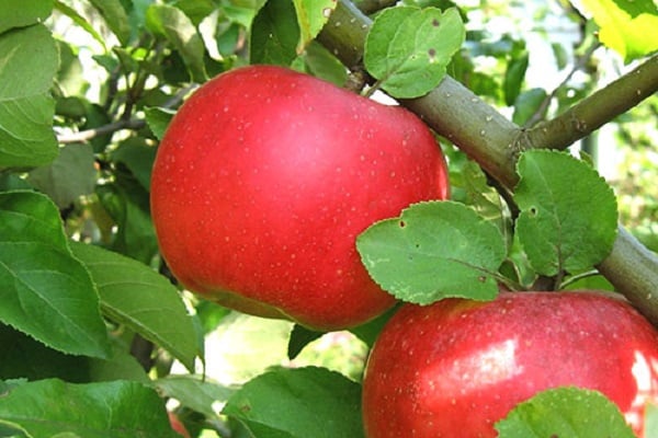 karakteristike stabla jabuke