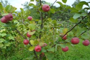 Kenmerken en beschrijving van het Tellissaare-appelras, vruchtperiode en ziekteresistentie
