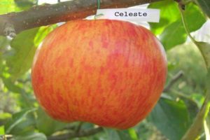 Beskrivelse af Celeste æblesort og sygdomsresistens, vinterhårdhed