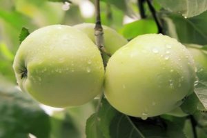 Yung-omenapuulajikkeen (lumivalkoinen) ominaisuudet ja kuvaus, puutarhurit arvostelut