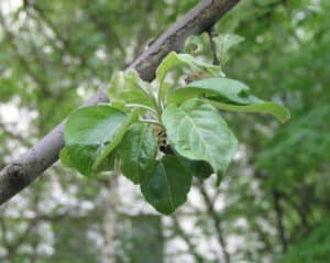 Was ist der milchige Glanz eines Apfelbaums und wie geht man mit Krankheit, Vorbeugung und Behandlung um?