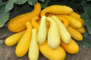 Beschrijving van de beste variëteiten van gele courgette voor consumptie en teelt