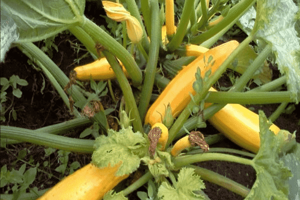 varieties of zucchini