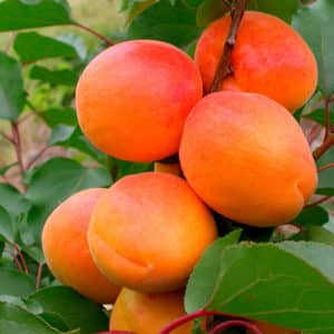 Beschrijving van het abrikozenras Waterman, vruchteigenschappen en ziekteresistentie