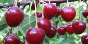 Beskrivelse af Vladimirskaya kirsebærsort, karakteristika ved frugtning og pollinerende, plantning og pleje
