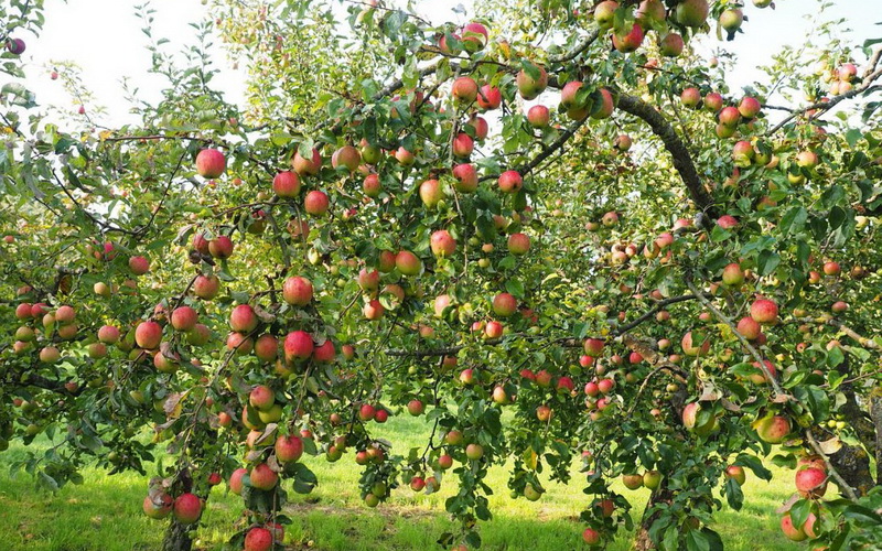 วันต้นไม้แอปเปิ้ล Tatiana