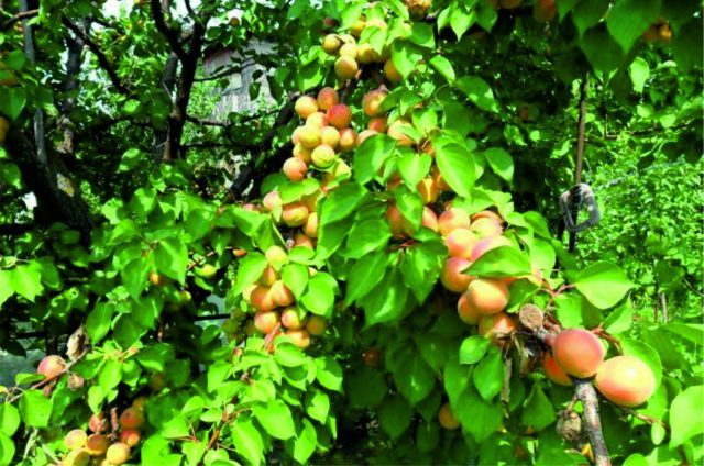 abrikosų medis