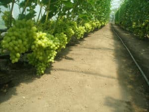Technology for growing grapes in a polycarbonate greenhouse, pruning and care
