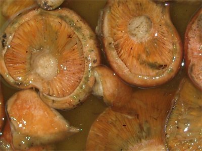 Риге печурке