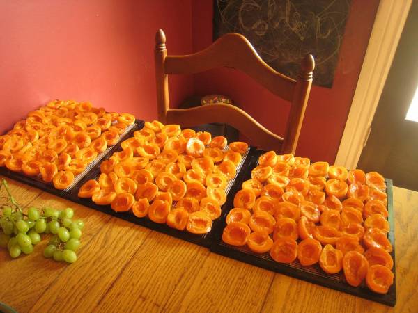apricots on a baking sheet