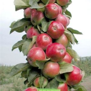 Popis a charakteristika sloupcovitého jablka Měna, pěstování v regionech, výsadba a péče