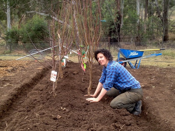 piantare un albero di mele