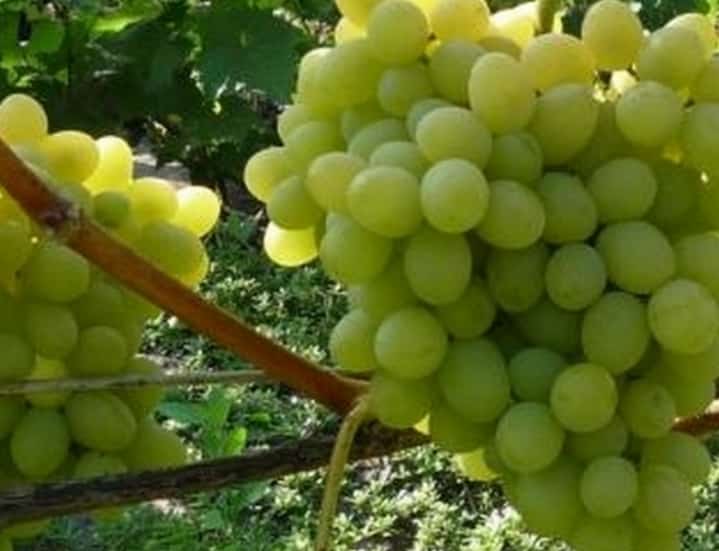 winogronowy augustyn
