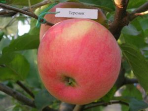 Descrierea soiului de mere Teremok, istoricul și randamentul reproducerii