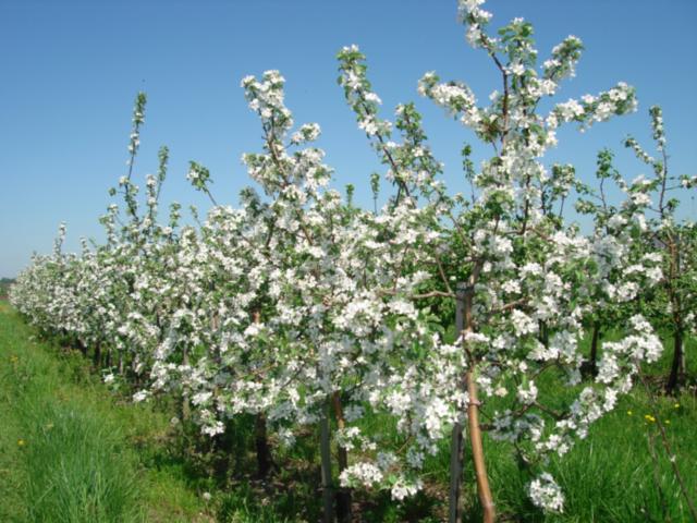 jabloň jablečný strom Černenko