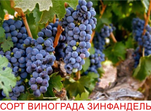 Vynuogių veislė „Zinfandel“