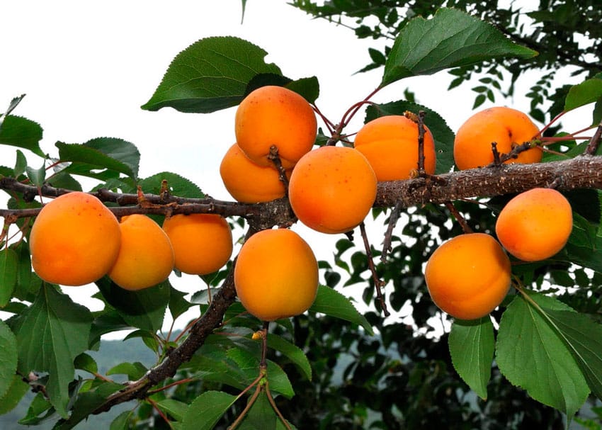 royal apricot